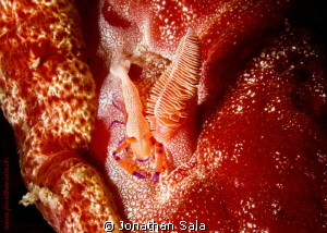 Emperor shrimp & Spanish dancer by Jonathan Sala 